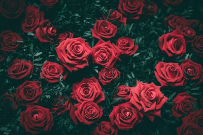 红玫瑰花朵
